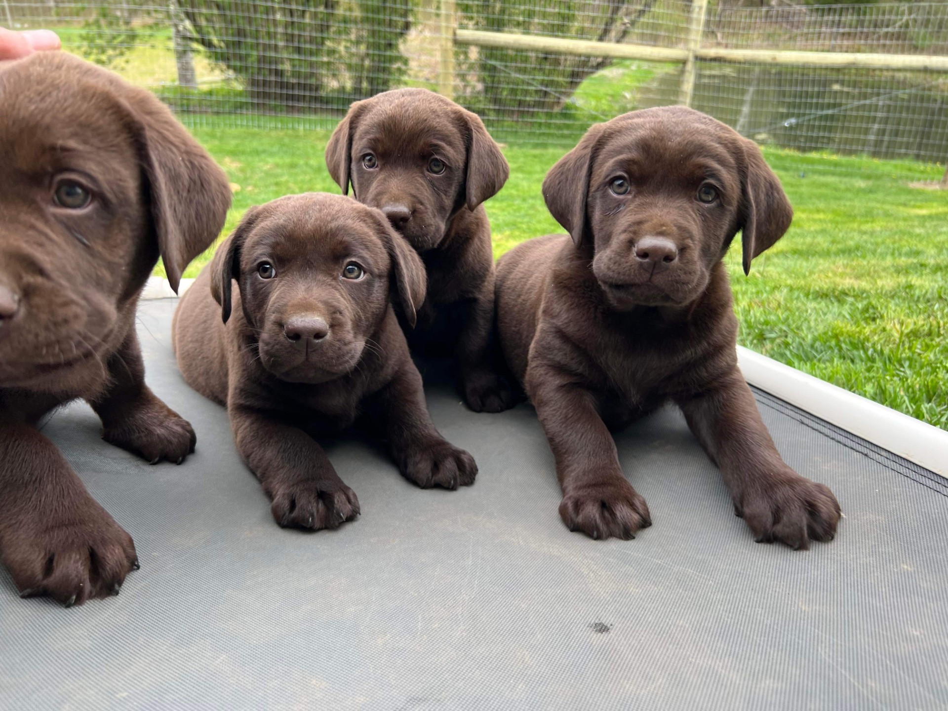 Chocolate Lab Puppies